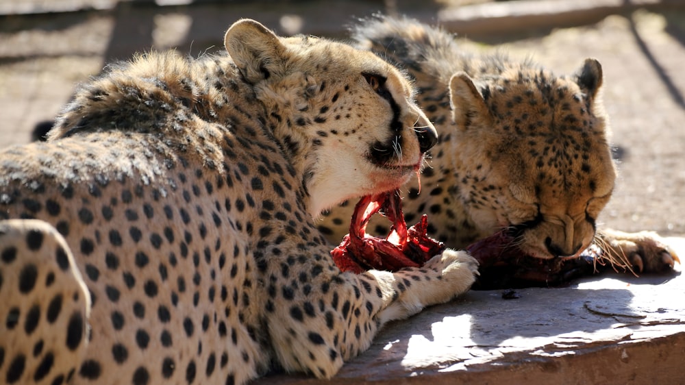 Gepard liegt tagsüber auf weißem Sand