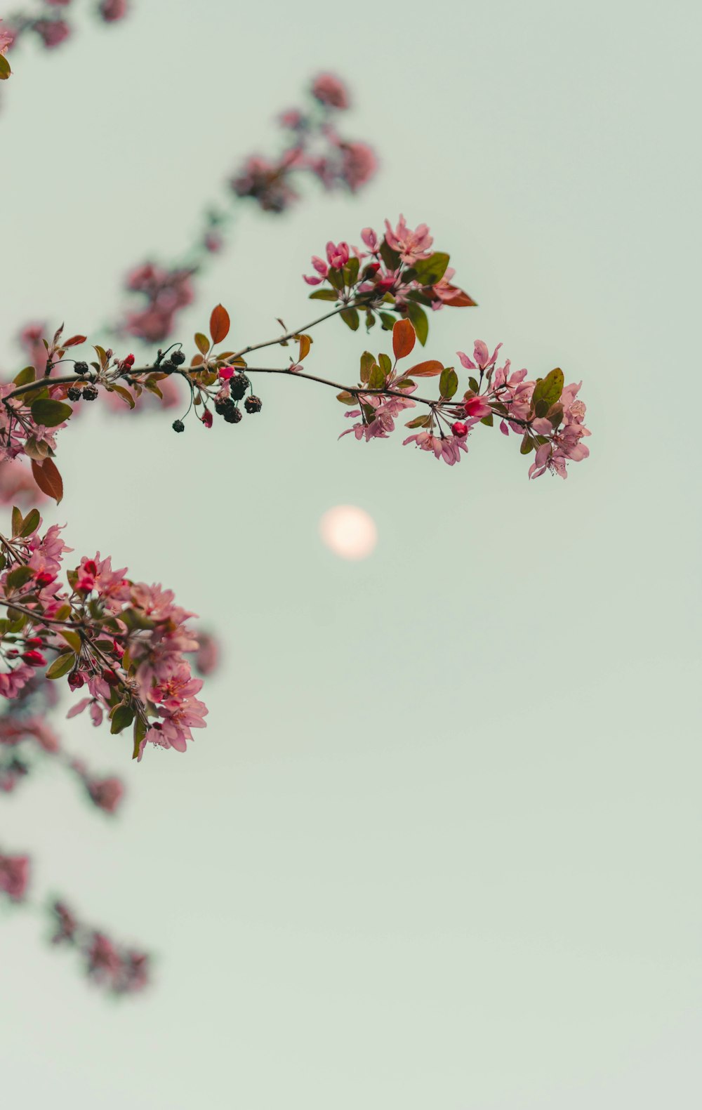 pink flower with white background