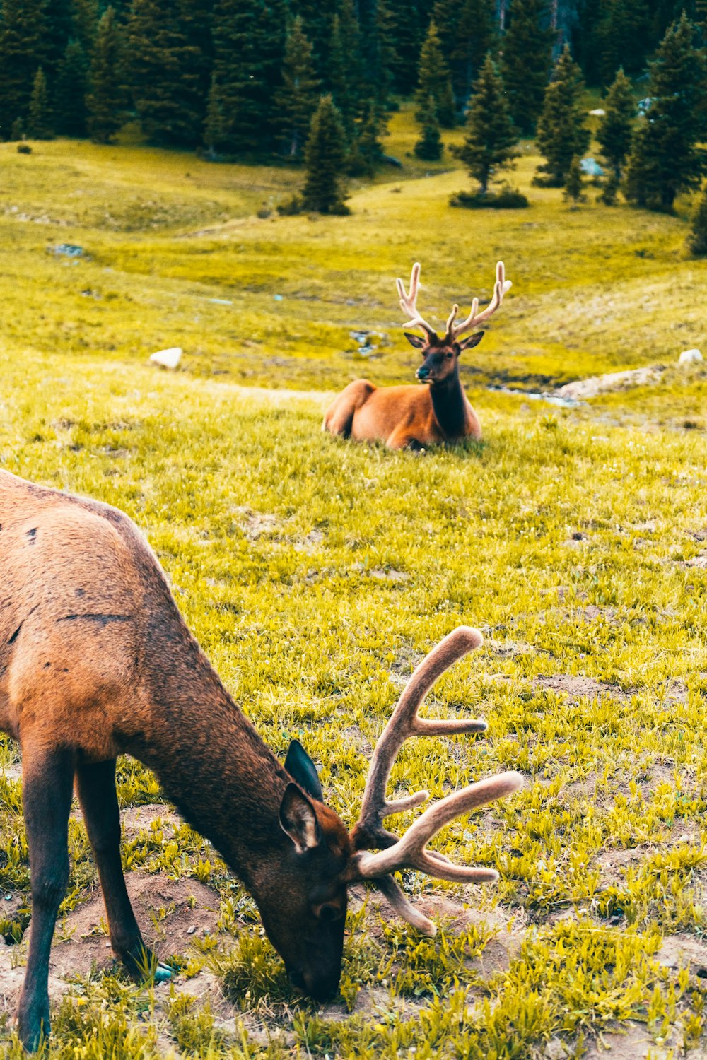 brown deer on green grass field during daytime