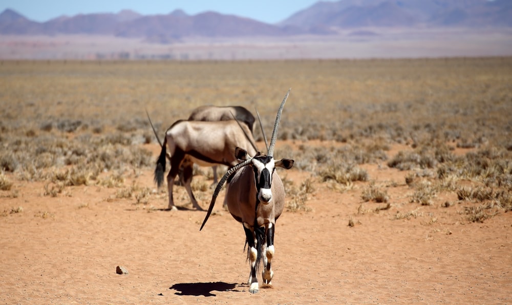 brown and white 4 legged animal on brown field during daytime