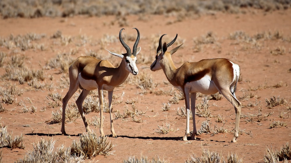 brown and white deer on brown field during daytime