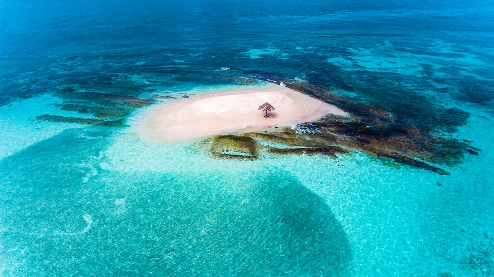 black and white whale on blue water