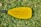 A yellow paddle with a black handle lies on a patch of green grass. The paddle has curved grooves and casts a soft shadow on the grass.