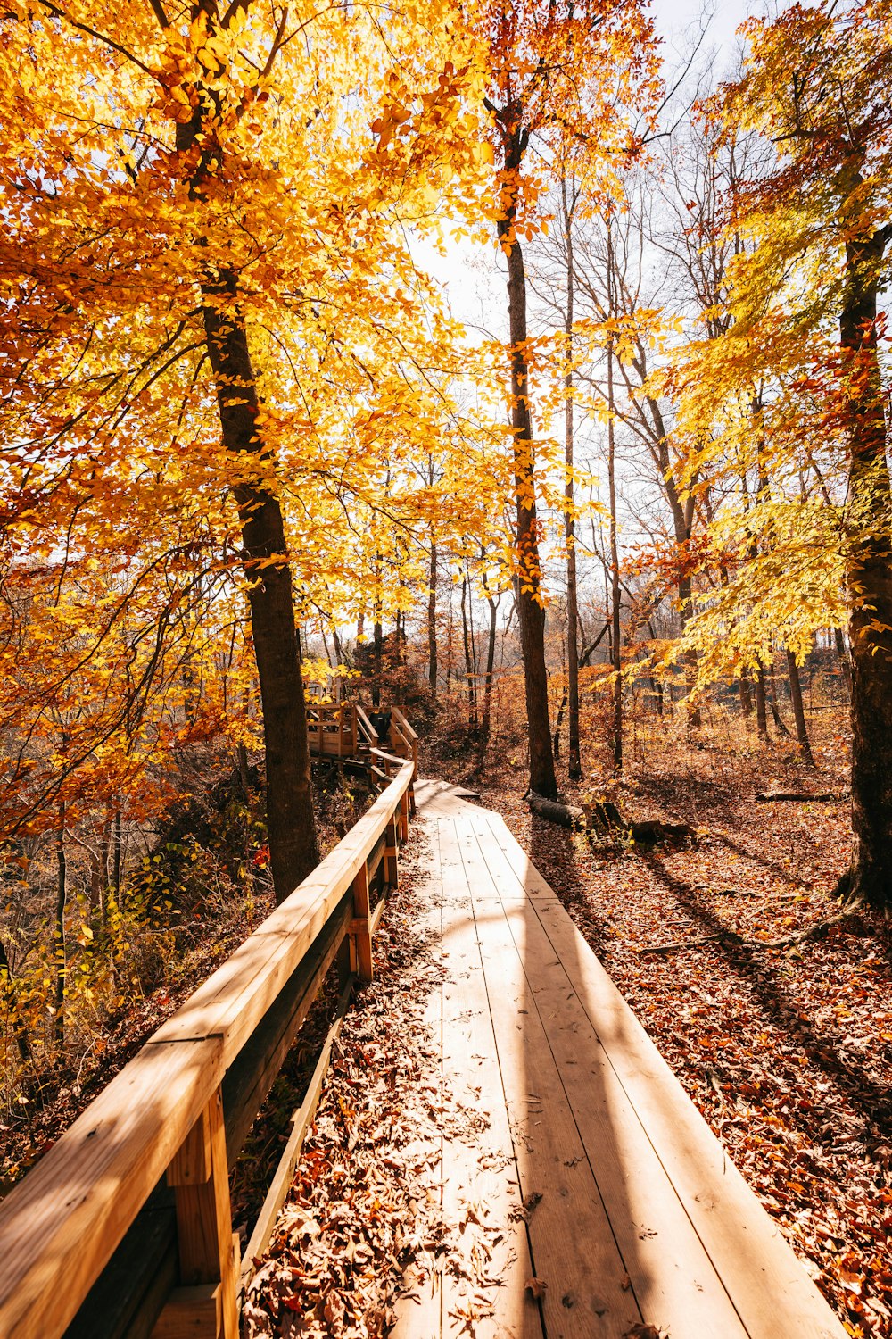 brown trees on brown soil during daytime