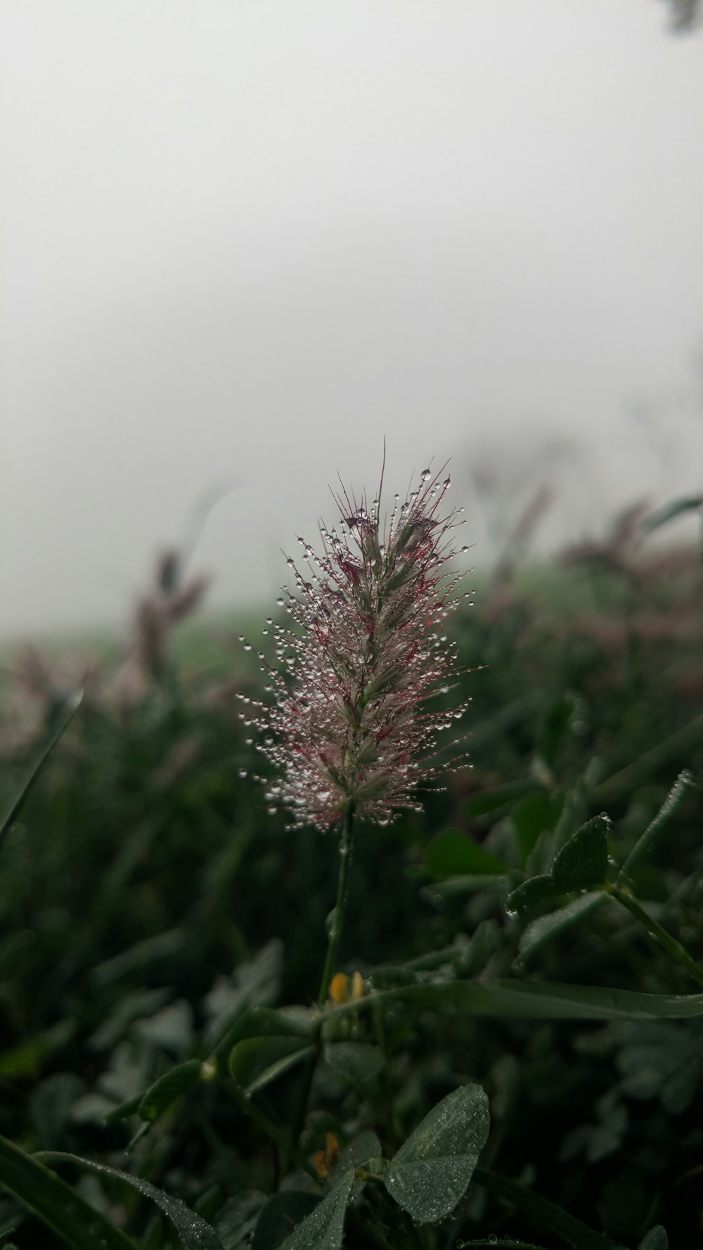 pink flower in tilt shift lens