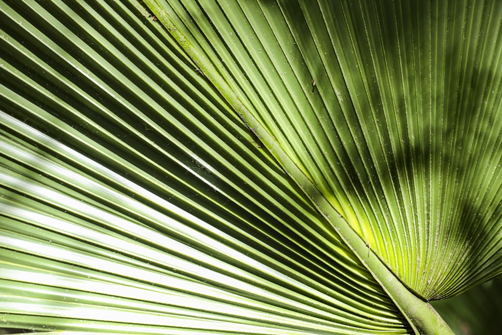 green banana leaf in close up photography