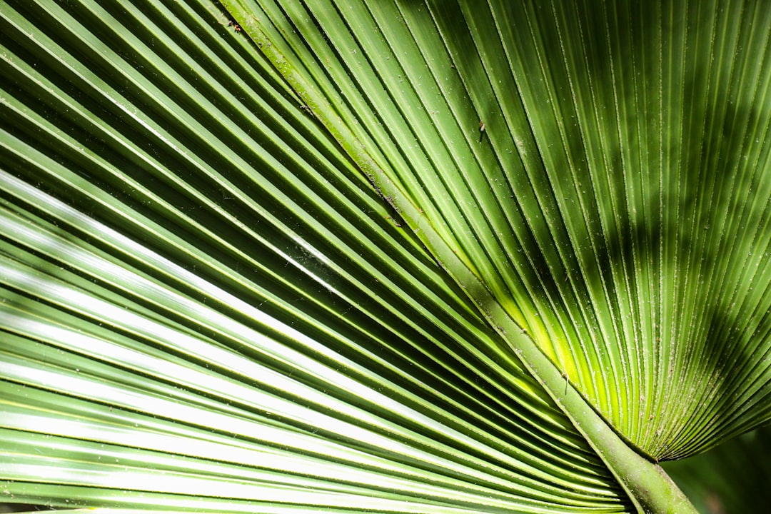 green banana leaf in close up photography