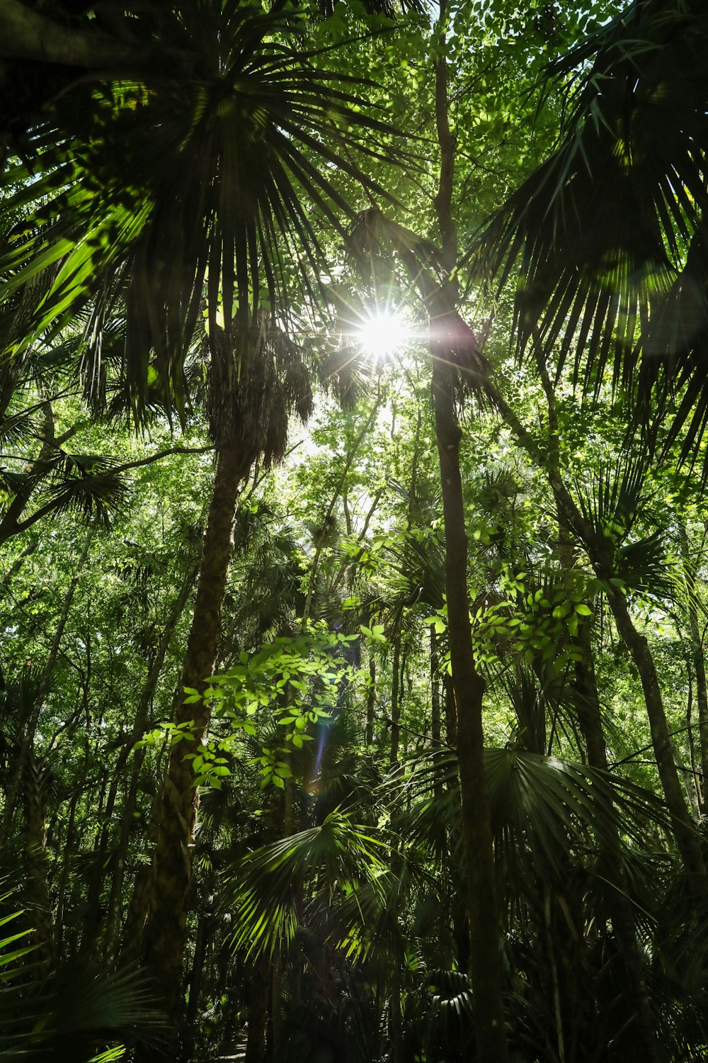 sun rays coming through green trees