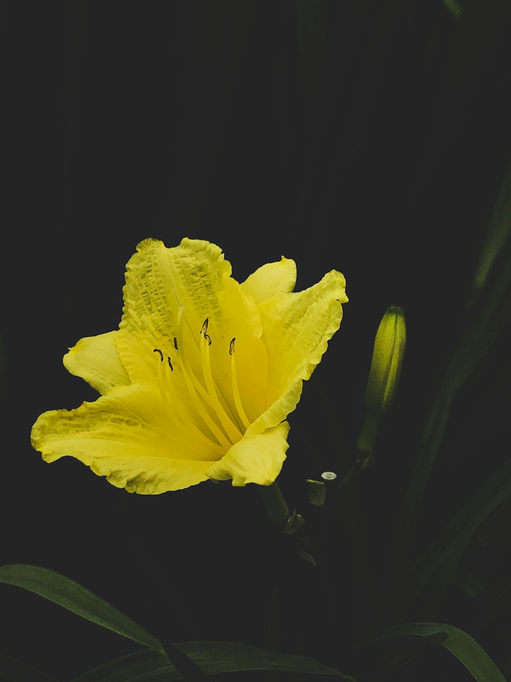 fiore giallo su sfondo nero