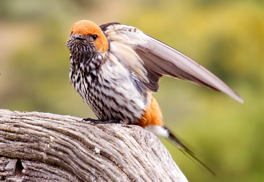 brown and white bird on brown tree branch