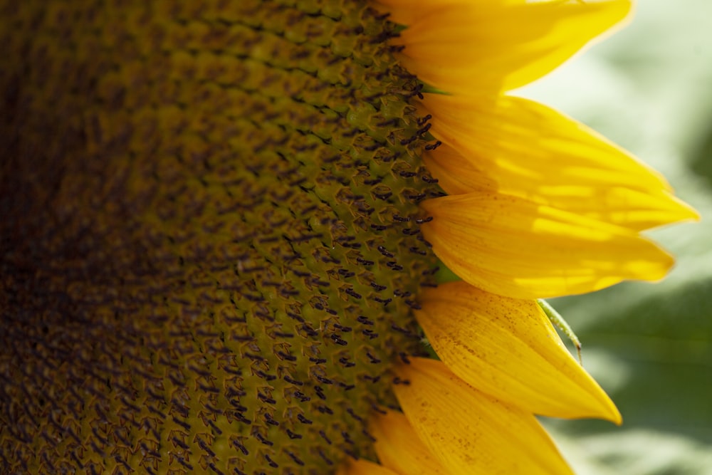 yellow sunflower in close up photography