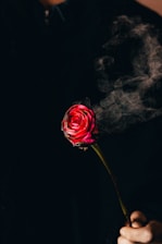 red rose smoking with desire
