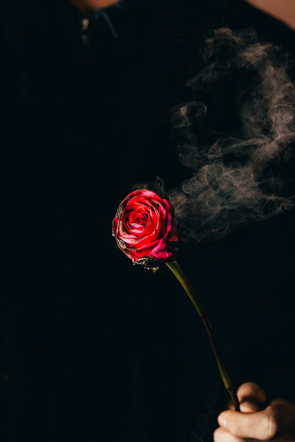 검은 배경에 빨간 장미