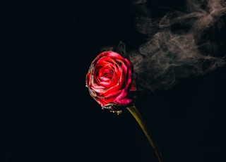 red rose with black background