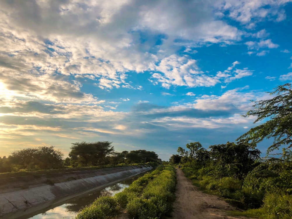 green trees beside gray road under blue sky during daytime