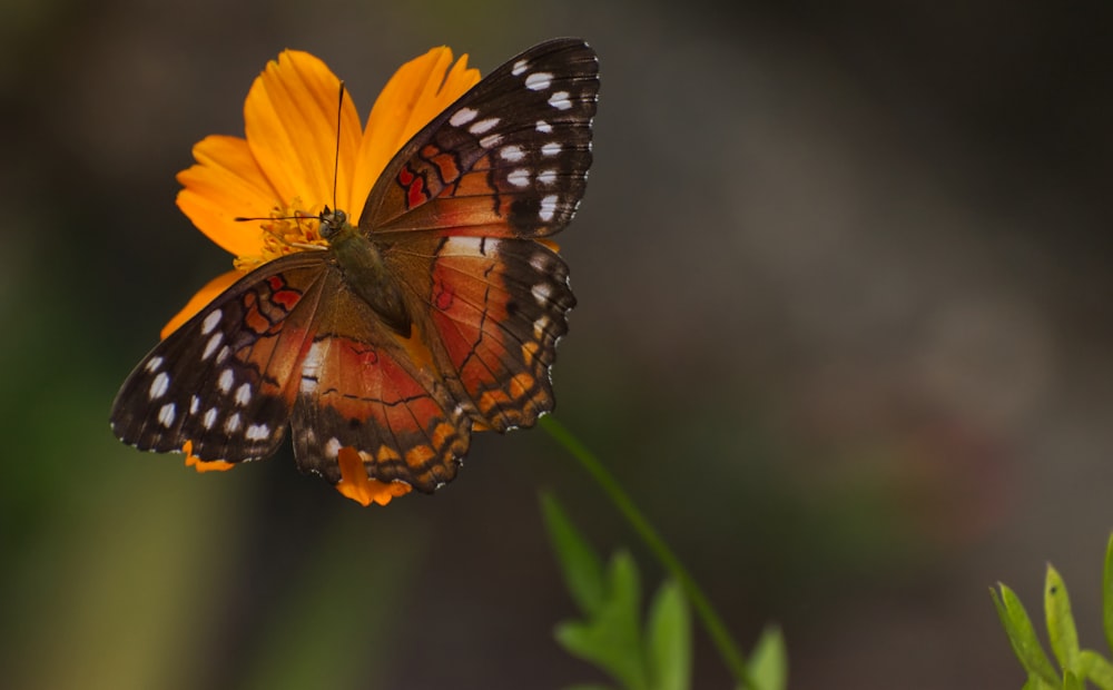 brown and black butterfly on yellow flower