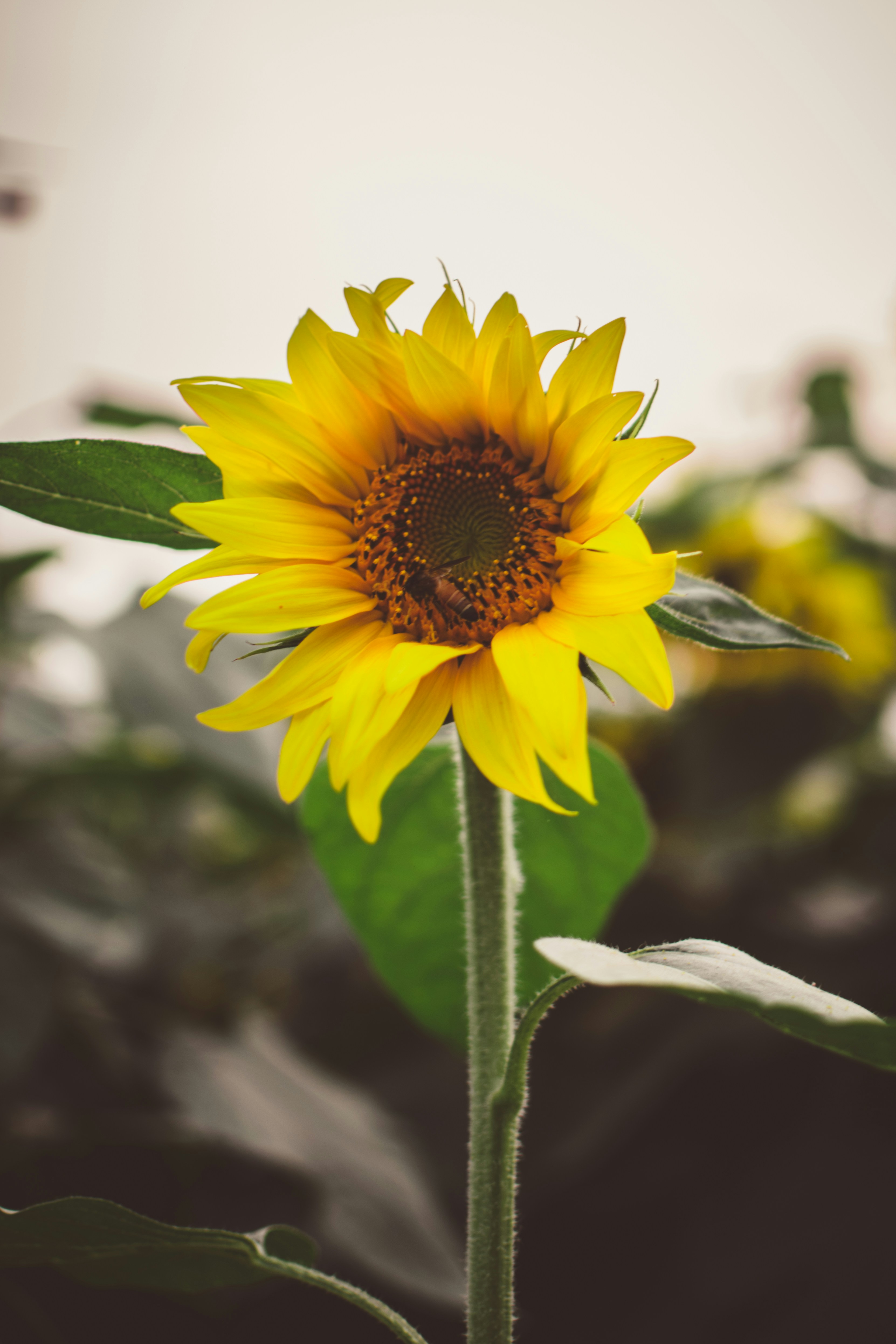 Photo by in_a_dustyblackcoat