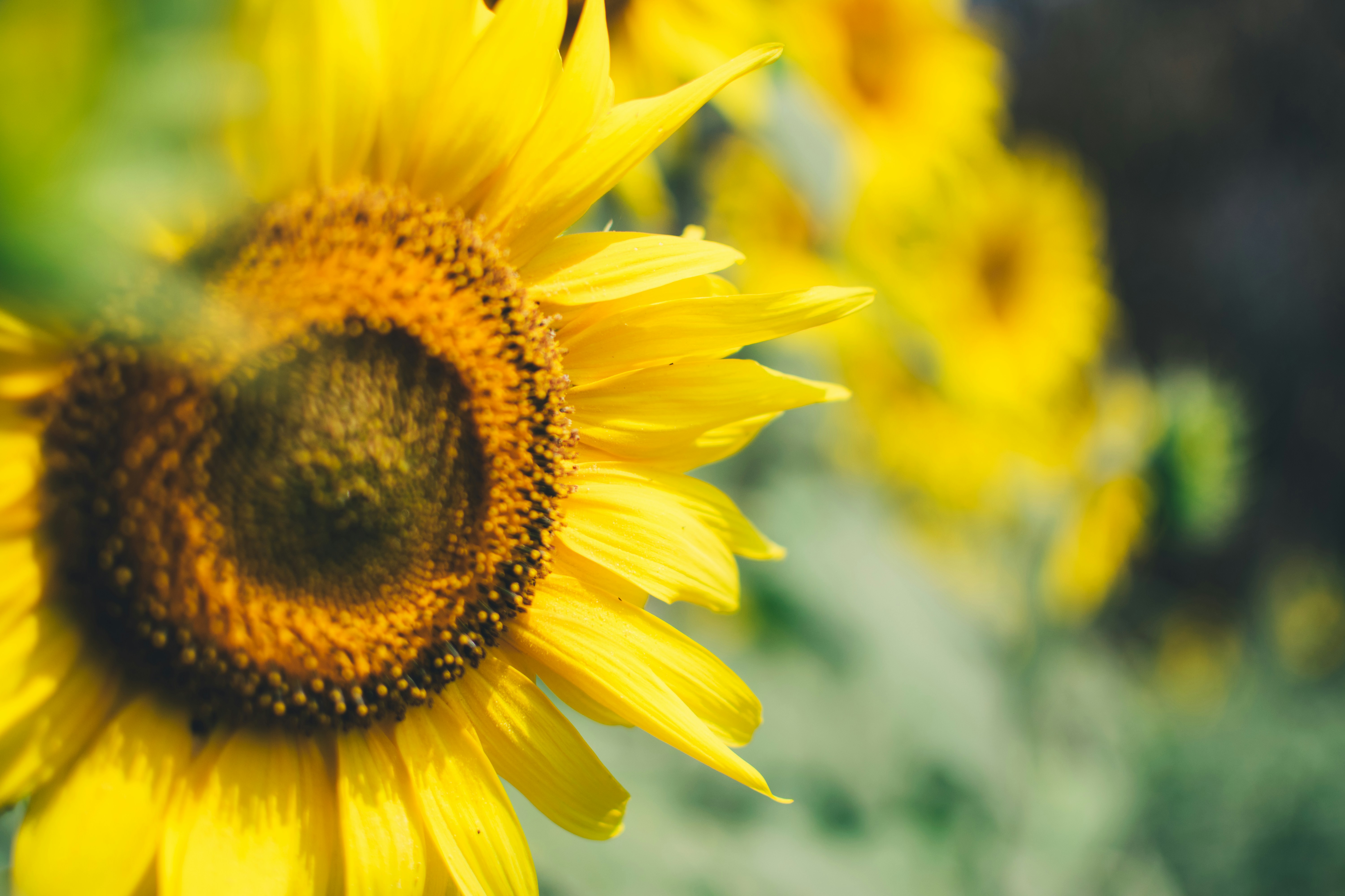 Photo by in_a_dustyblackcoat