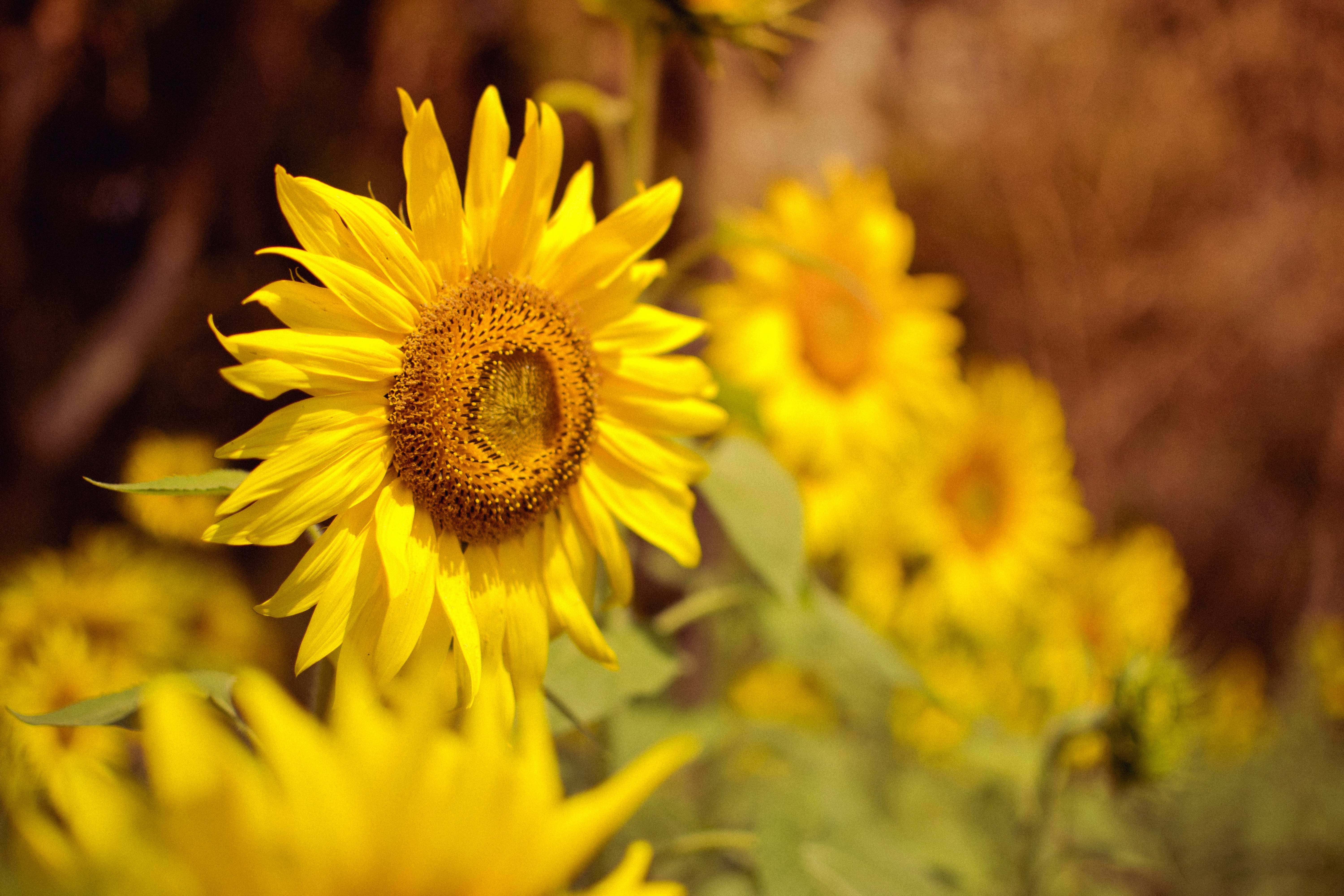 Photo by in_a_dustyblackcoat