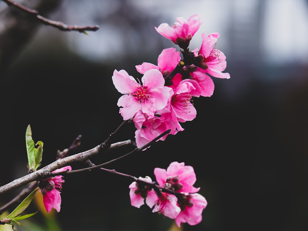 pink flower on brown tree branch