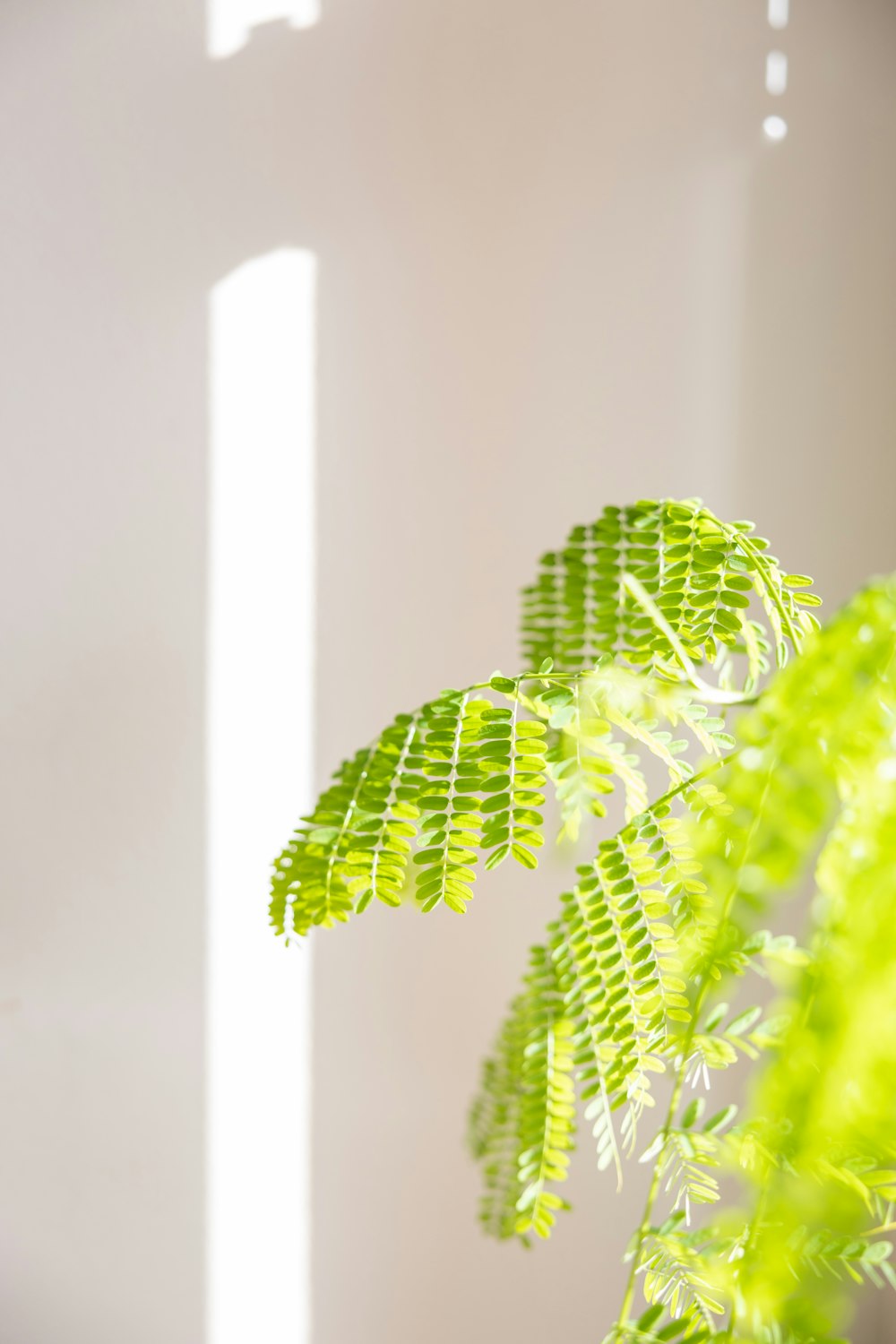 green fern plant in close up photography