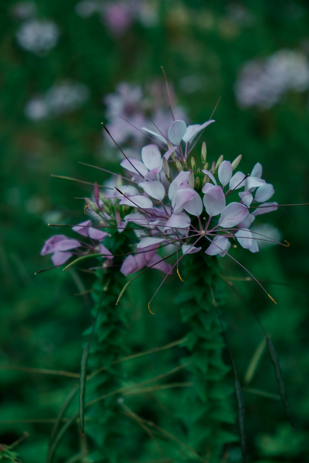 purple flowers in tilt shift lens