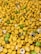 A large collection of yellow Lego minifigure heads, some with facial expressions or accessories like glasses. The heads are predominantly yellow, with occasional green and white ones mixed in.