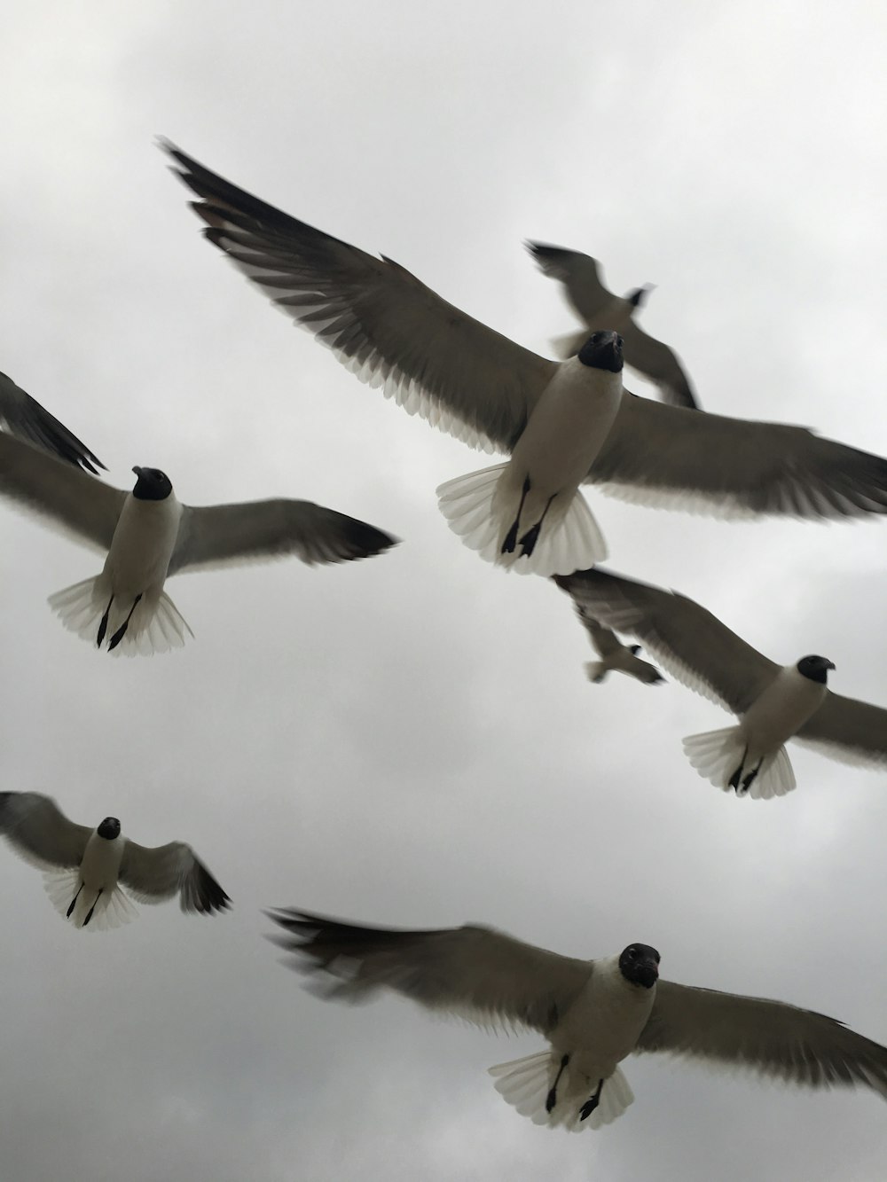flock of gulls flying under blue sky during daytime