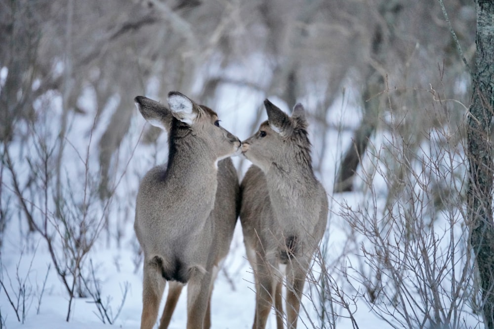 brown deer standing on snow covered ground during daytime