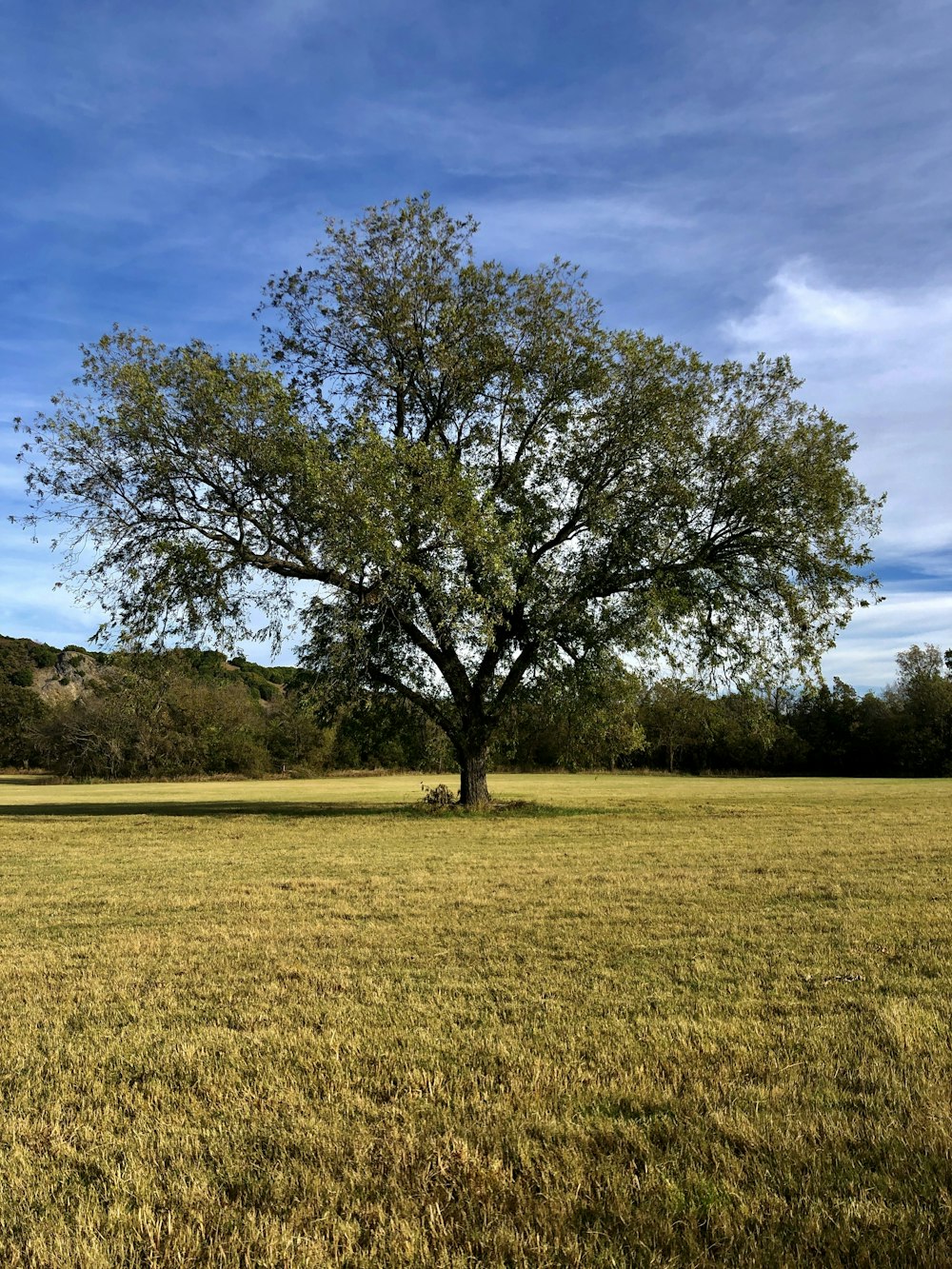 green tree on brown grass field during daytime