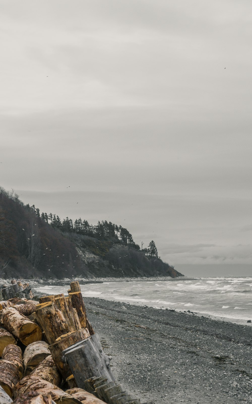 brown wooden log on seashore during daytime