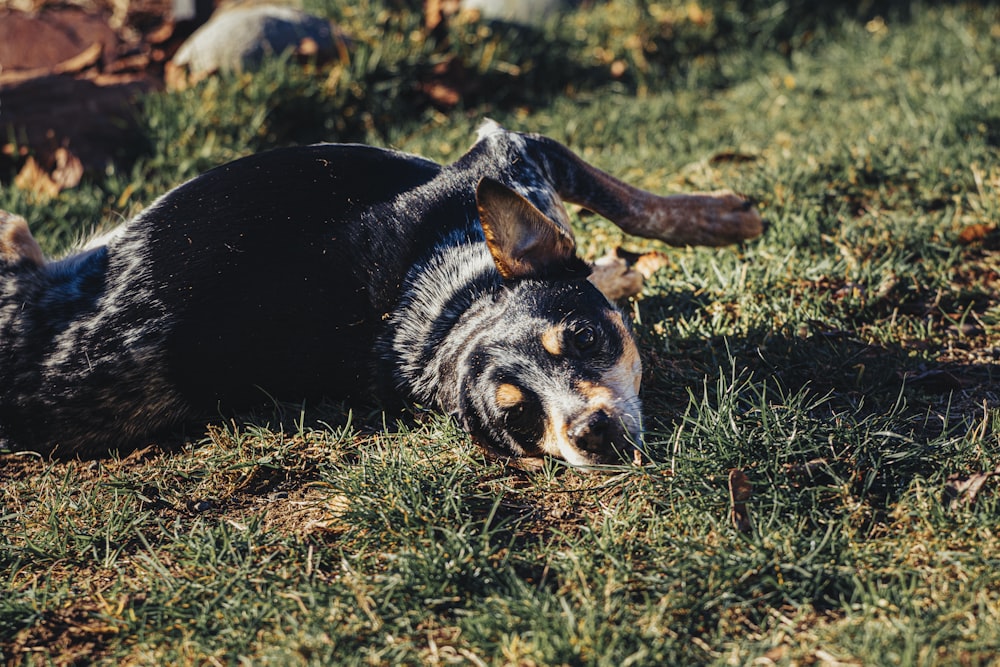 黒と黄褐色のショートコートの中型犬が昼間、緑の芝生の上に横たわっている