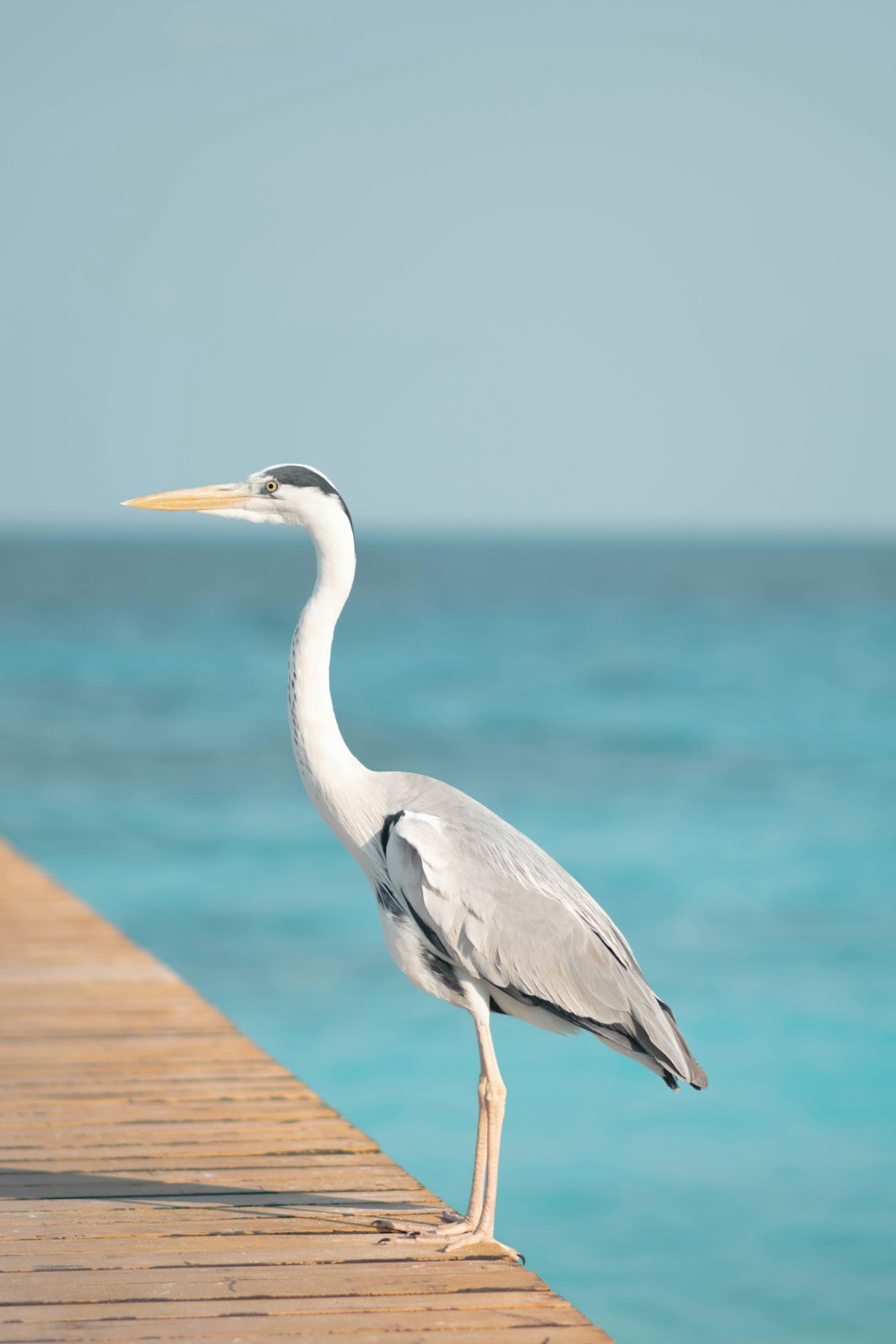 white bird on brown wooden dock during daytime