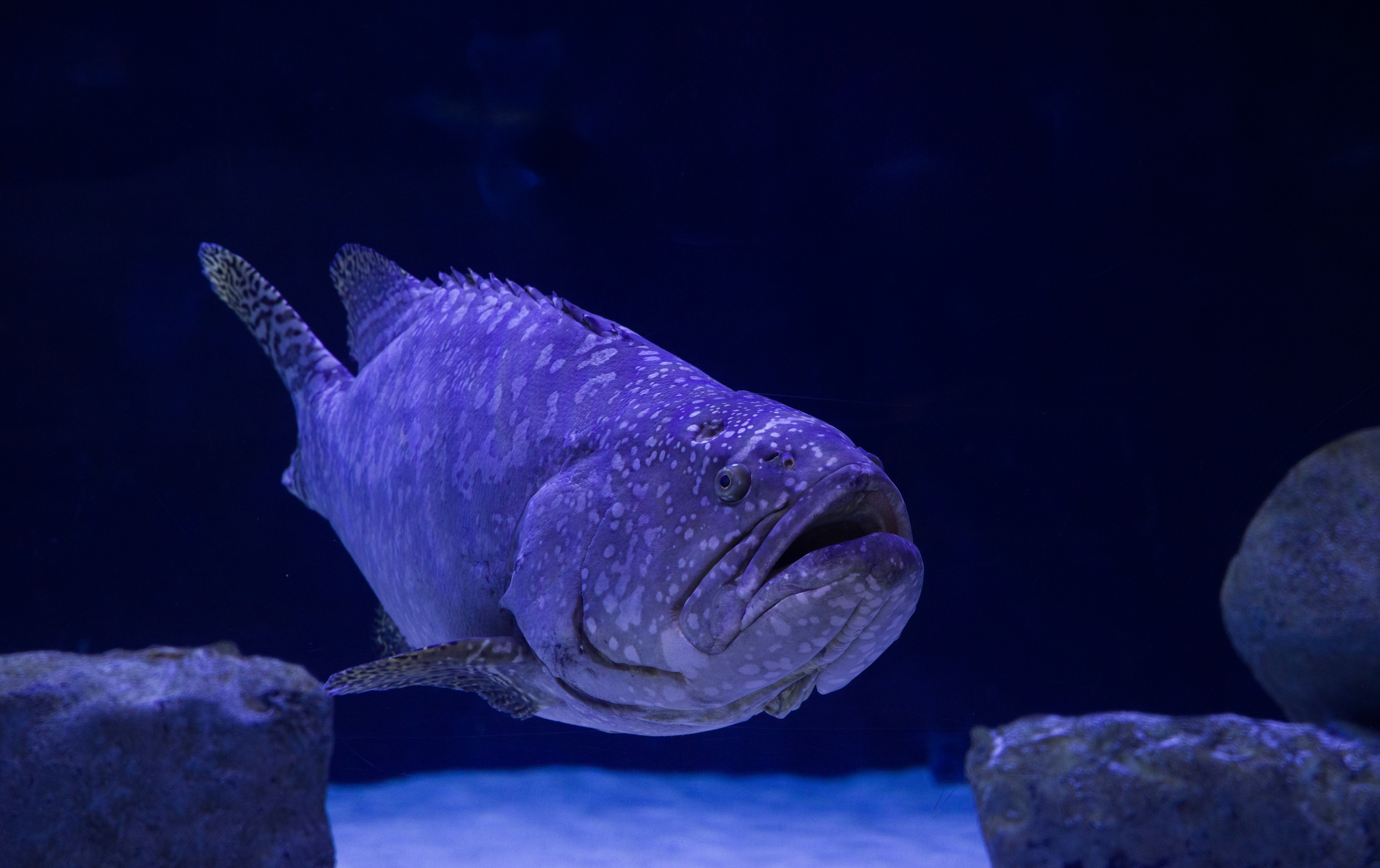 ikan biru dan putih di dalam air