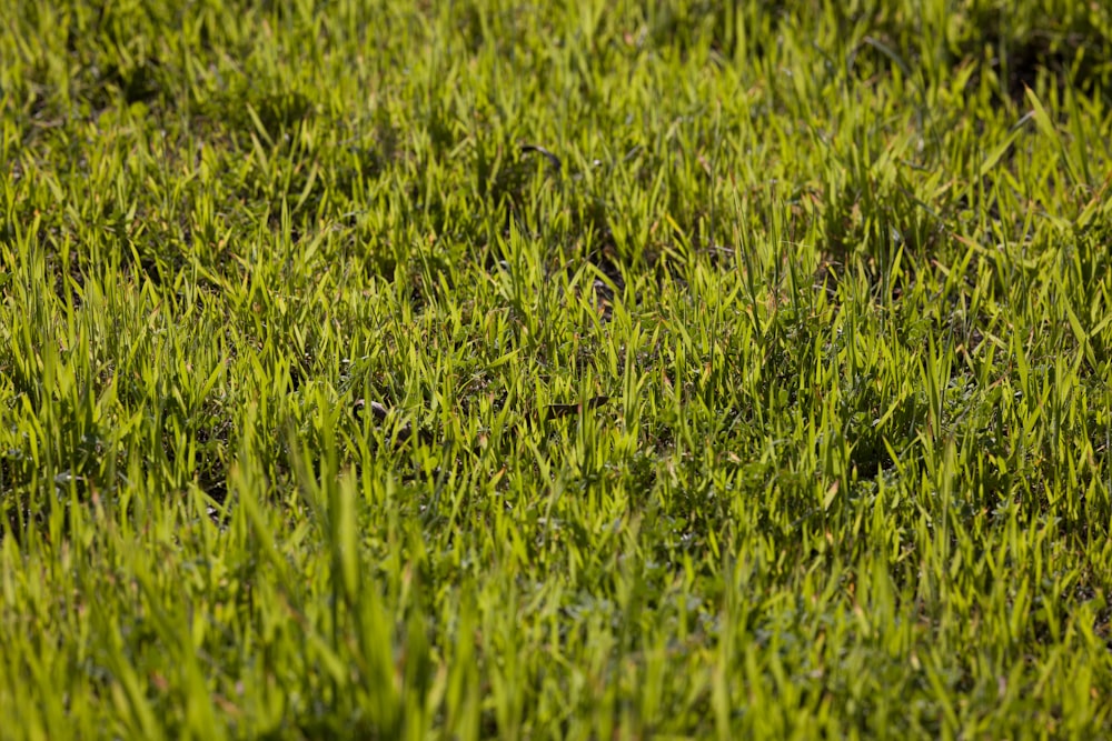 green grass field during daytime