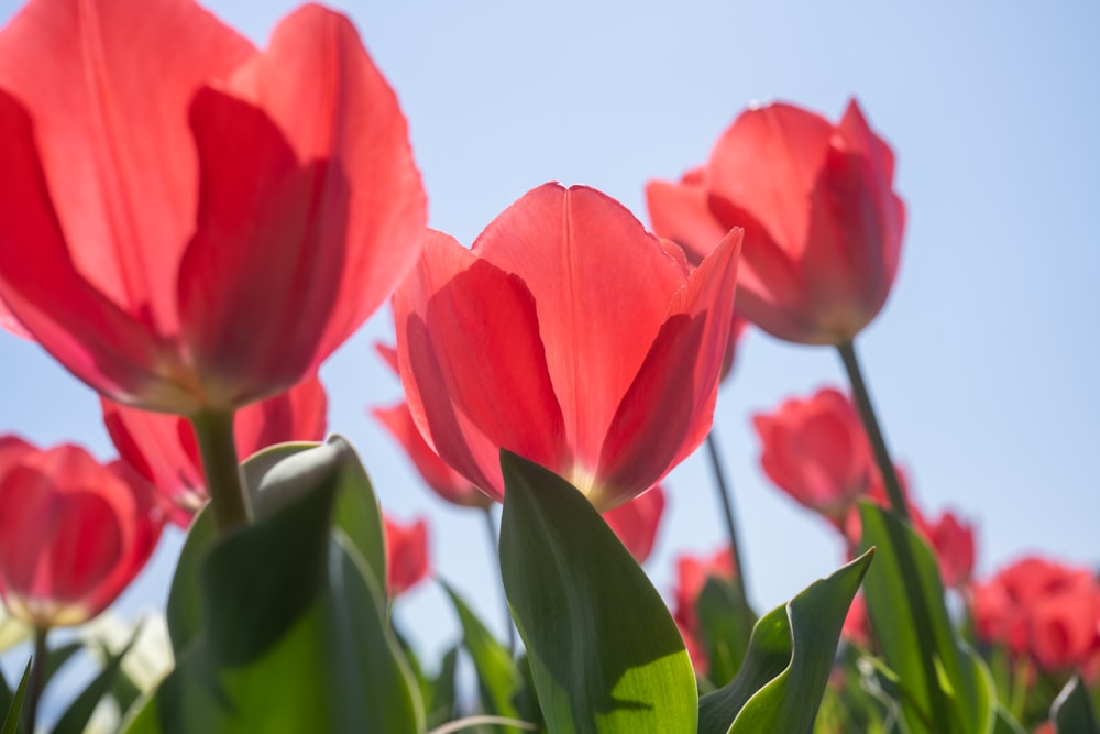 red tulips in bloom during daytime