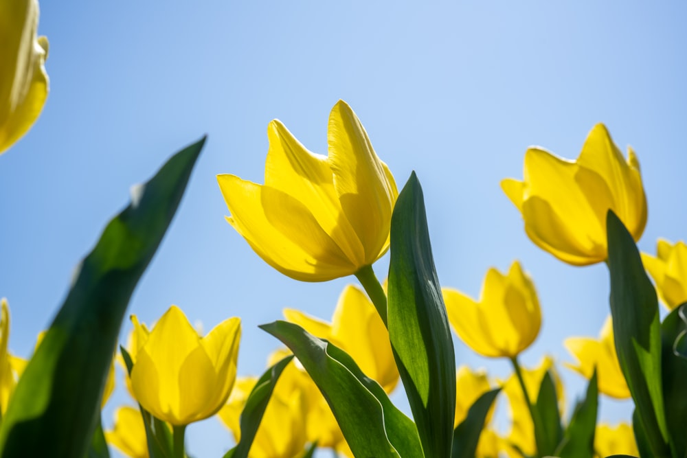 yellow tulips in bloom during daytime