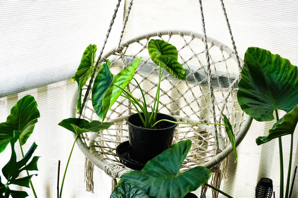 green plant on black pot