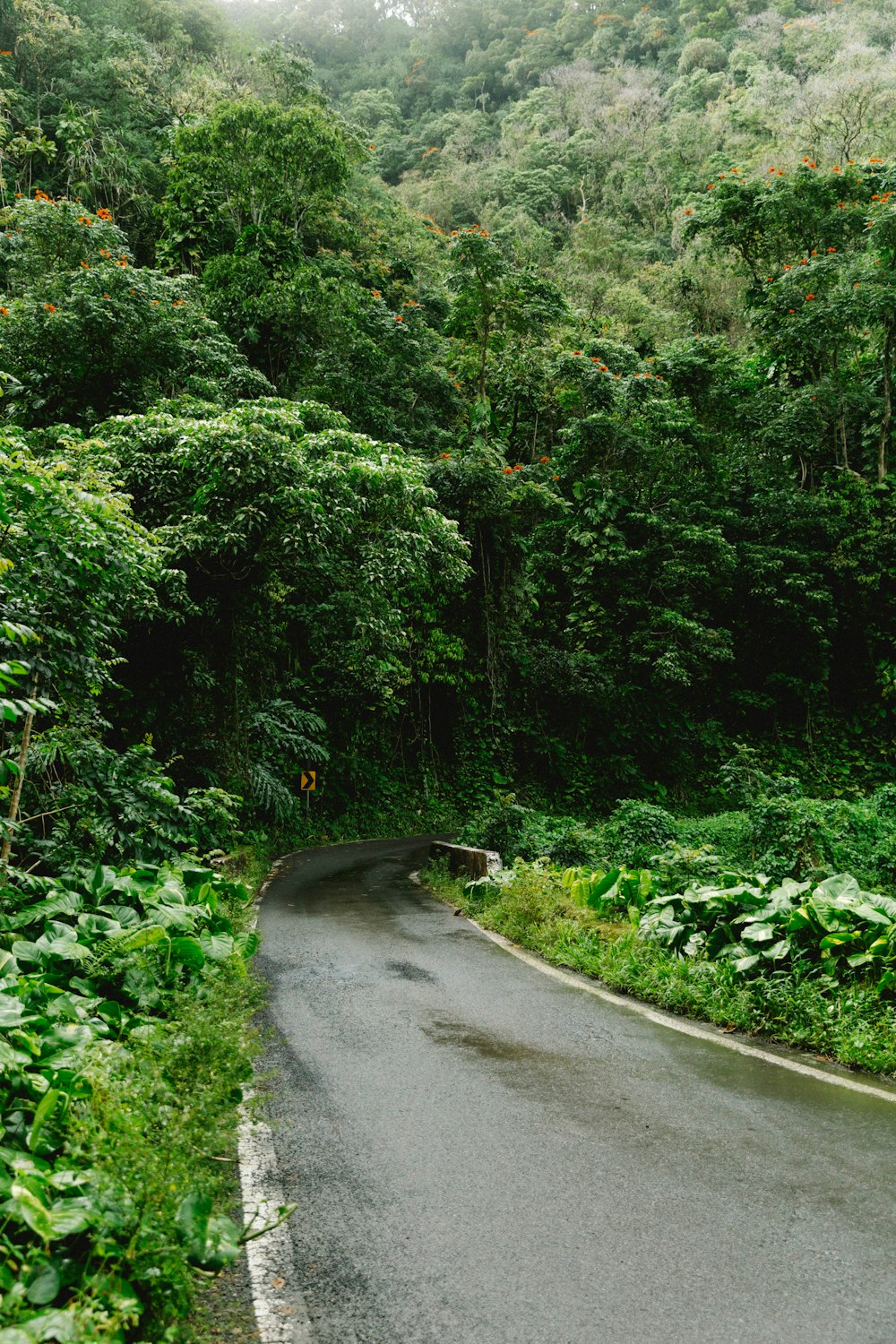 gray asphalt road between green trees during daytime