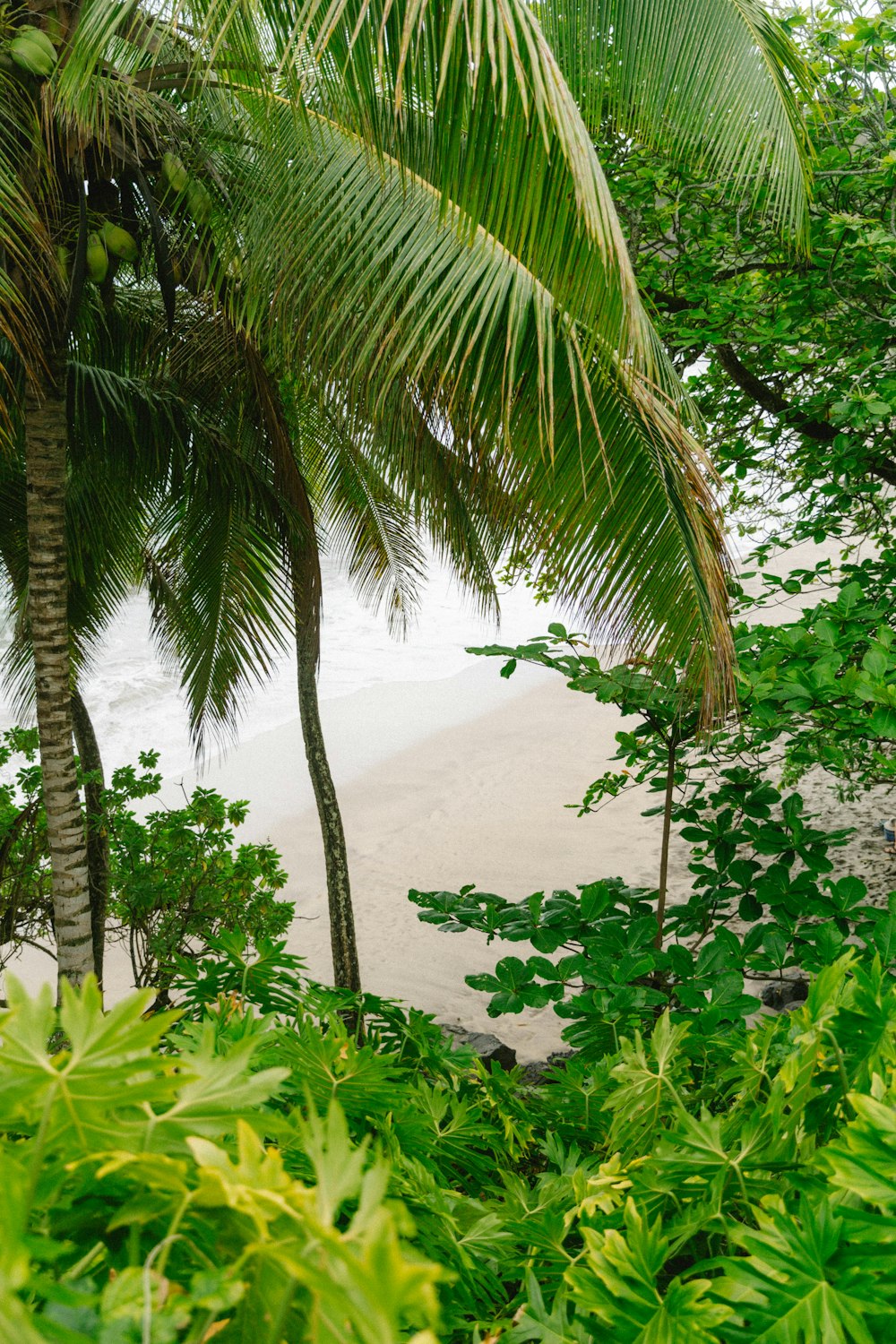 green coconut palm tree near body of water during daytime