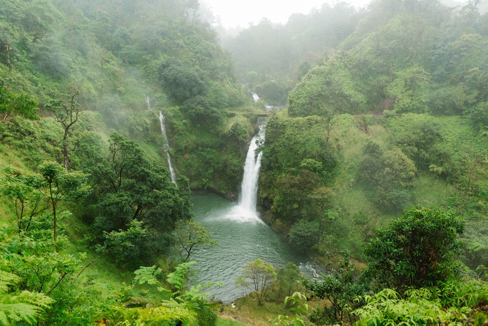 昼間の川沿いの緑の木々