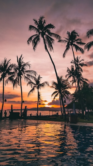 silhouette of palm trees near body of water during sunset