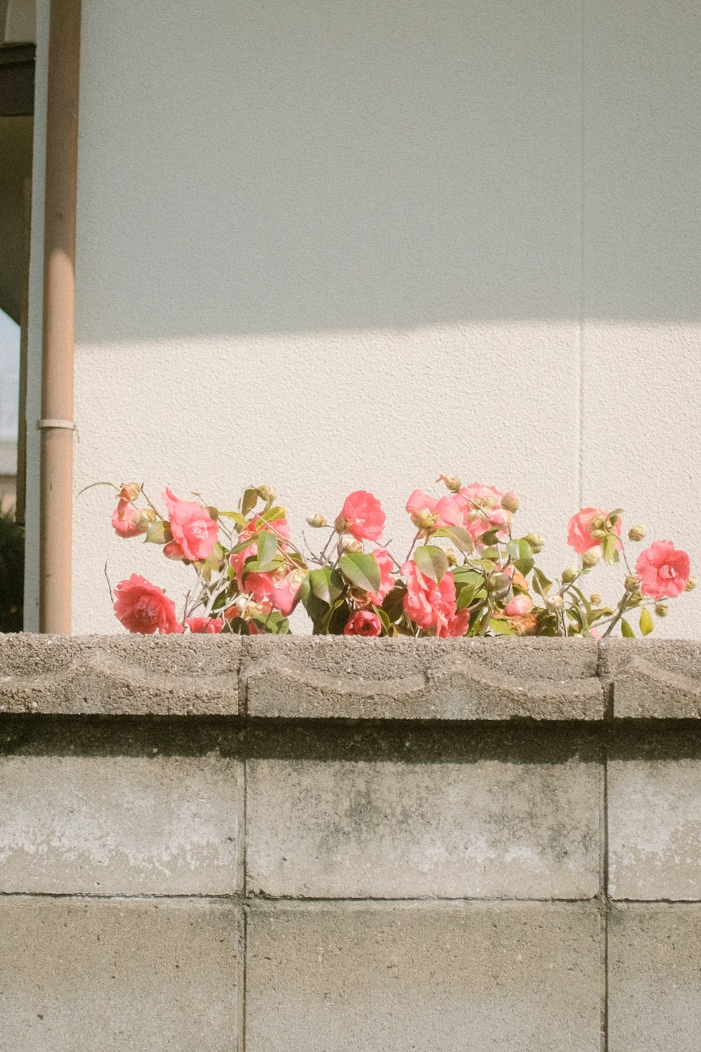 pink and white flowers on gray concrete wall