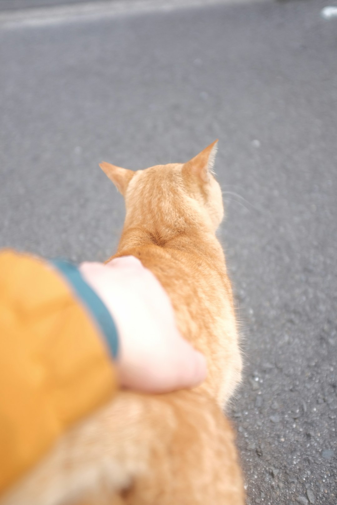 orange tabby cat on gray textile