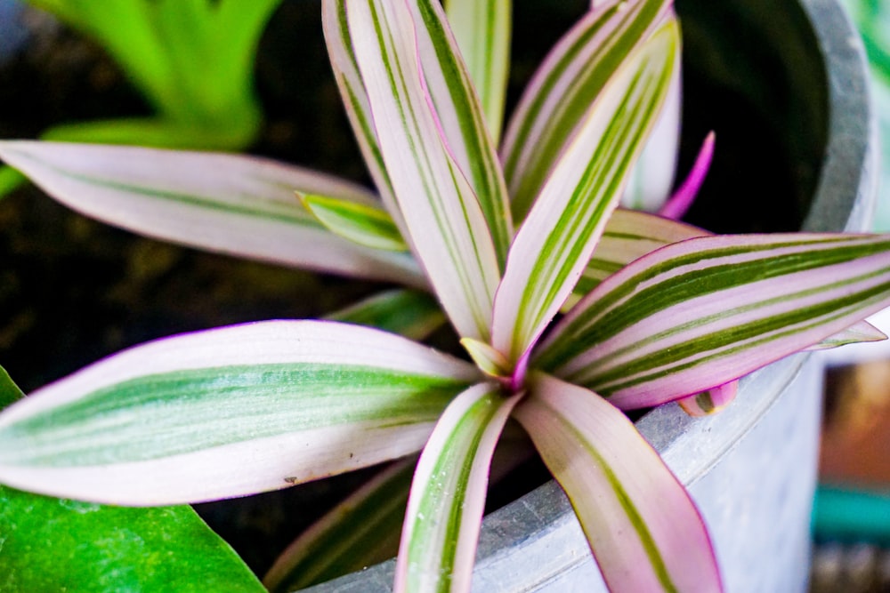 a close up of a plant in a pot