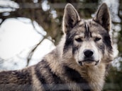 A close-up view of a wolf with a focused and intense expression. Its fur is a mix of gray, white, and black, with distinctive dark markings on the face. The background consists of blurred tree branches.
