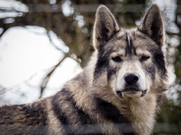 A close-up view of a wolf with a focused and intense expression. Its fur is a mix of gray, white, and black, with distinctive dark markings on the face. The background consists of blurred tree branches.