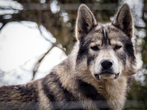 A close-up of a wolf’s intense eyes reflecting determination.