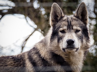 A close-up view of a wolf with a focused and intense expression. Its fur is a mix of gray, white, and black, with distinctive dark markings on the face. The background consists of blurred tree branches.