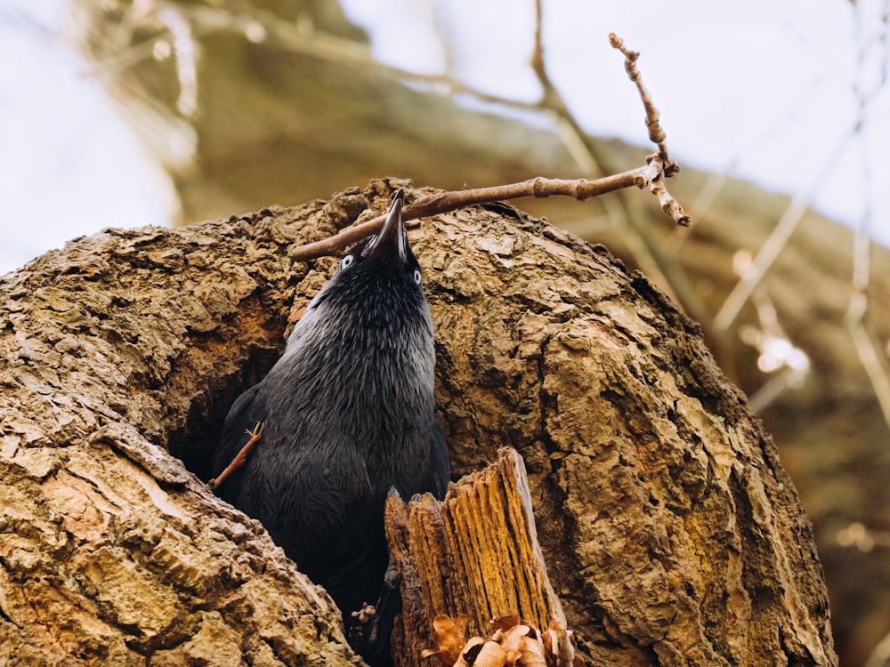 un oiseau assis dans un arbre